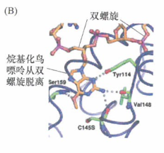特定致癌剂引起的肿瘤类型会受到DNA修复酶种类的影响