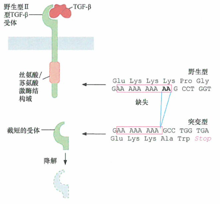 HNPCC患者的高癌症易感性