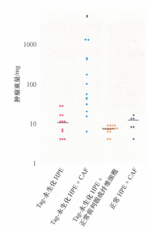前列腺间质细胞对永生化​的前列腺上皮细胞的作用