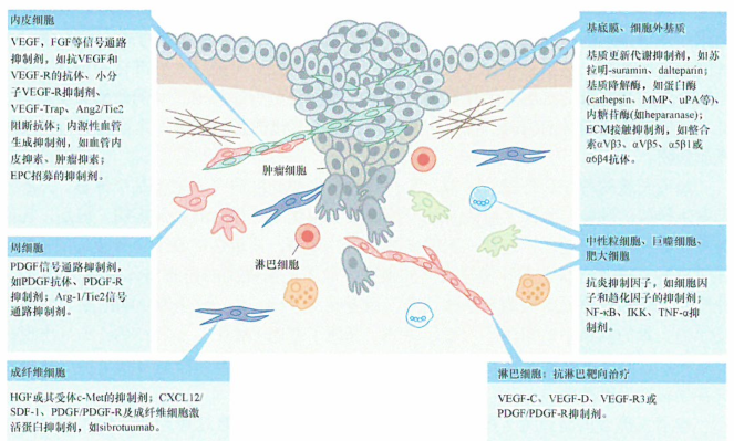肿瘤间质中通过旁分泌信号通道交换的异质性信号
