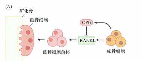 成骨细胞和破骨细胞