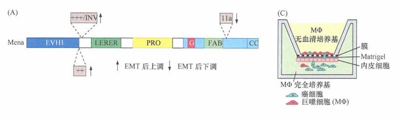 EMT驱动选择性剪接、细胞运动并增加侵袭性
