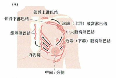 淋巴结携带有重要预后价值信息的前沿哨所