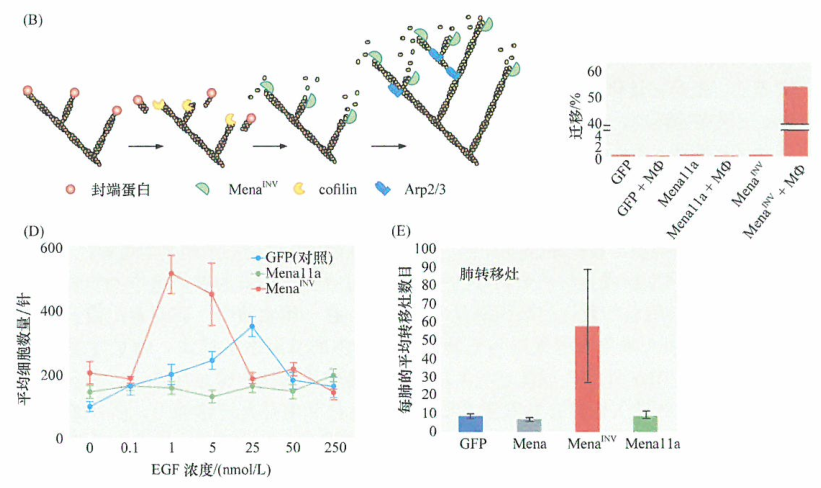 EMT驱动选择性剪接、细胞运动并增加侵袭性
