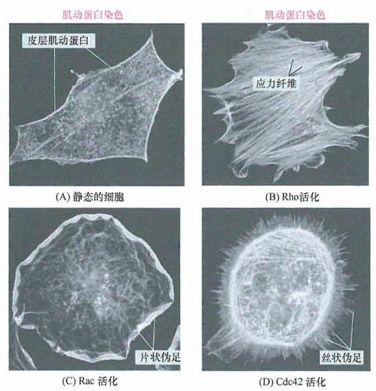 细胞的形状和运动过程由Rho蛋白家族的一组Ras相关蛋白调控