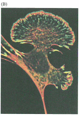 固体附着层上的细胞移动培养