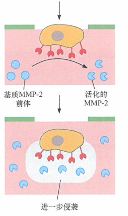 癌细胞侵袭过程​中MT1-MMP与MMP-2的合作膜锚定蛋白酶