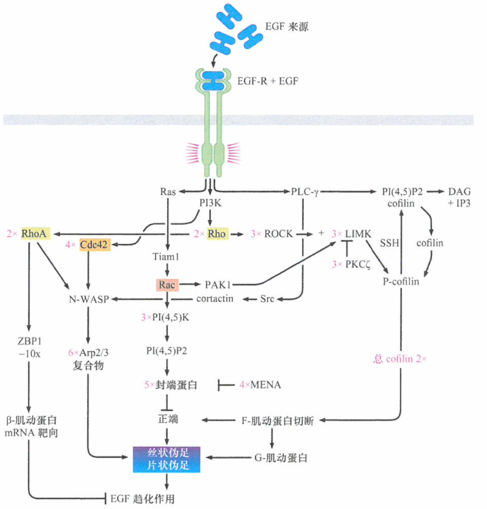 ​EGF诱导细胞运动环路