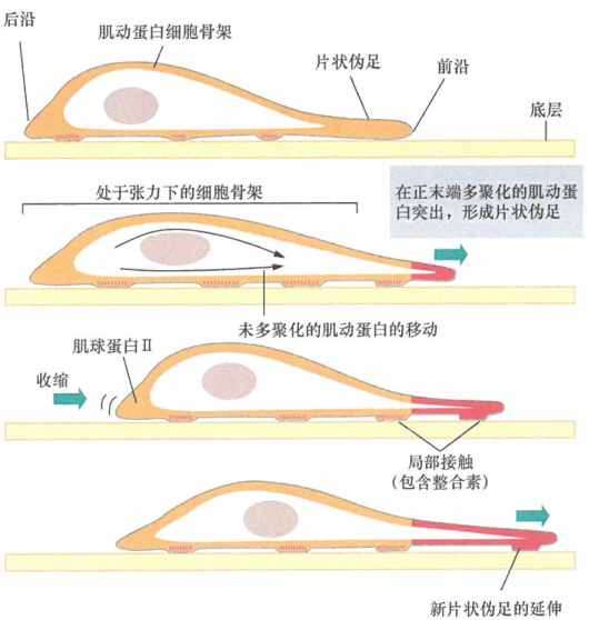 小Ras样GTP酶对细胞黏附、形态和运动的调控