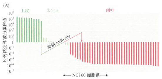 癌细胞与巨噬细胞之间的相互作用进展研究