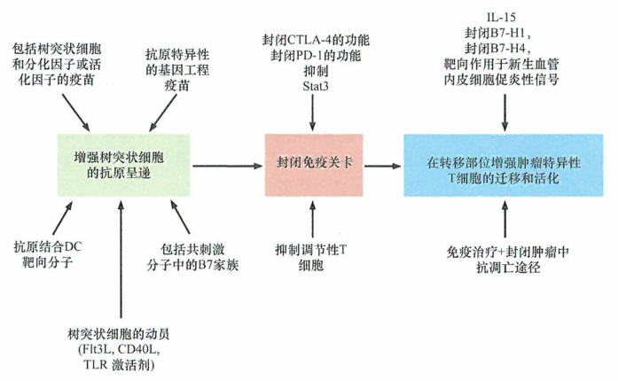 抗肿瘤免疫治疗的策略研究