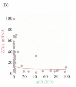 癌细胞与巨噬细胞之间的相互作用进展研究