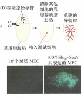 EMT诱导转录因子赋予上皮细胞干细胞特性研究