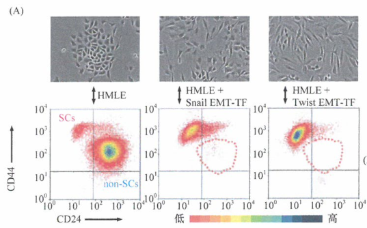 EMT诱导转录因子赋予上皮细胞干细胞特性研究