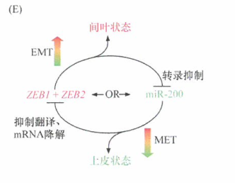 癌细胞与巨噬细胞之间的相互作用进展研究