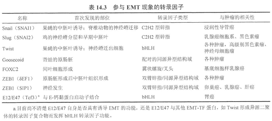 胚胎发育中的关键转录因子引发EMT现象的研究