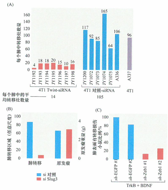 转录因子在驱动肿瘤临床研究进展