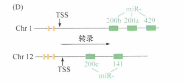 癌细胞与巨噬细胞之间的相互作用进展研究