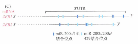 癌细胞与巨噬细胞之间的相互作用进展研究