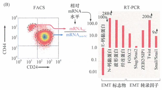 EMT诱导转录因子赋予上皮细胞干细胞特性研究