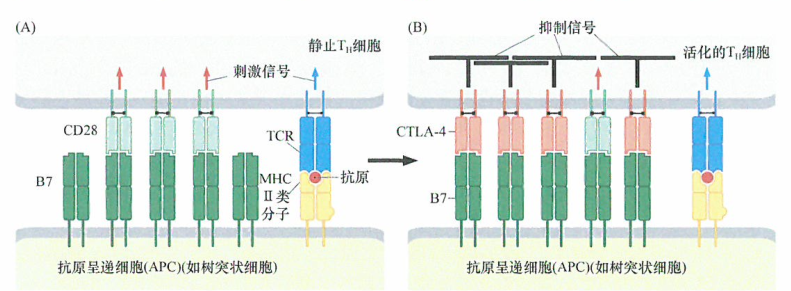 成功控制获得性免疫系统阻止肿瘤进展研究