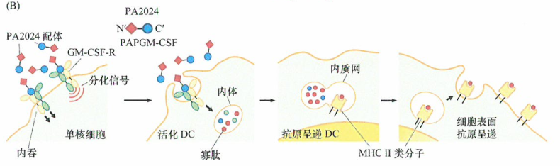 PA2024的生长因子肿瘤免疫治疗研究