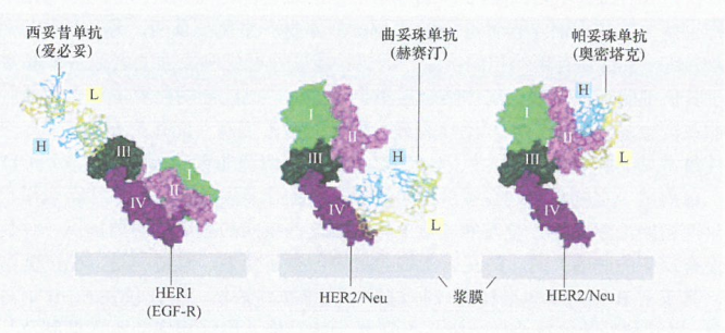 比较单克隆抗体干扰的肿瘤RTK的作用