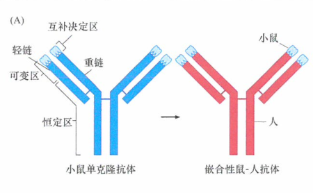治疗抗体的人源化和赫赛汀/曲妥珠单抗治疗案例