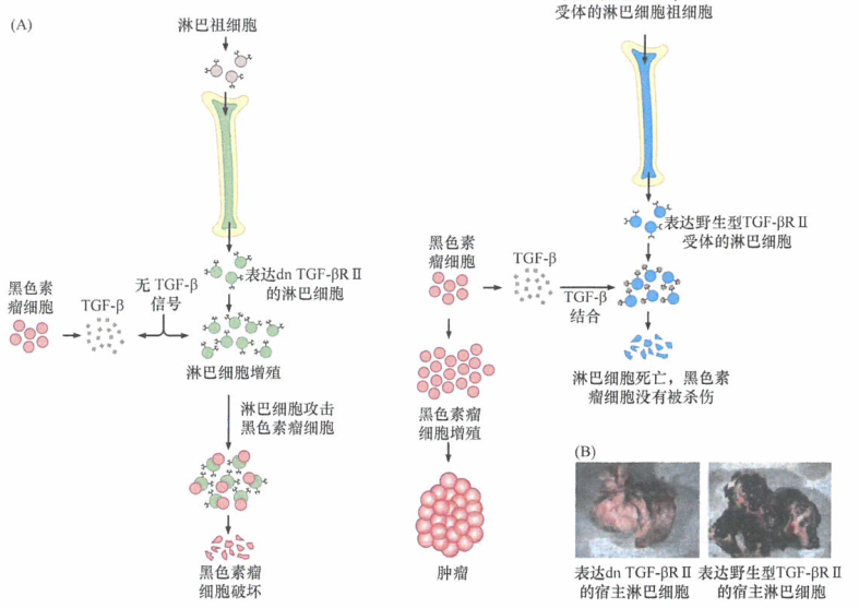 TGF-β在免疫反应中的作用