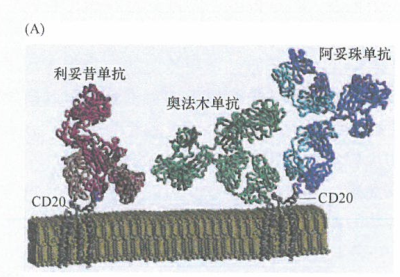 CDC、ADCC和CD20+淋巴瘤的治疗研究进展