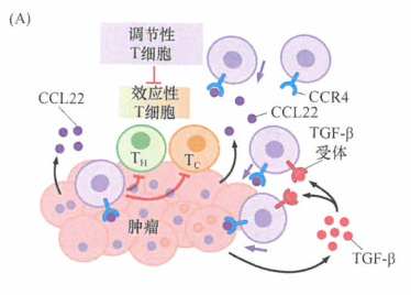 ​调节性T细胞和肿瘤免疫逃逸