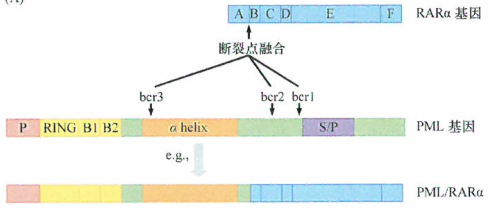 维甲酸和诱导肿瘤细胞的分化研究