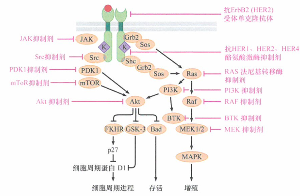 转基因易发肿瘤中关闭致癌基因表达后的研究