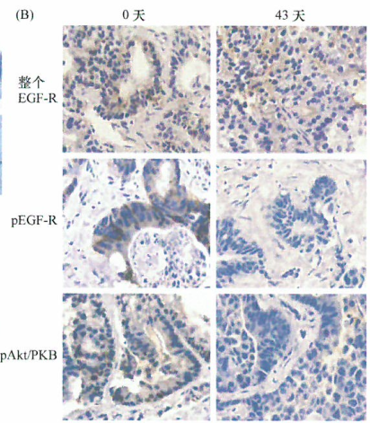 ​药效动力学检测和治疗窗确定的研究