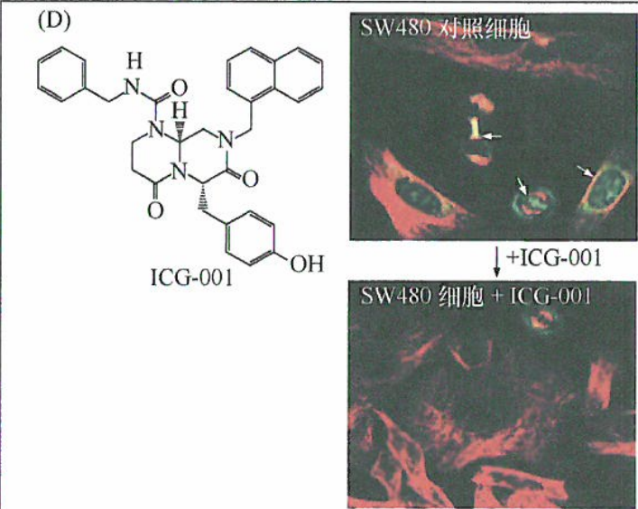 肿瘤细胞蛋白质-蛋白质作用的抑制研究进展