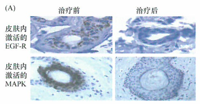 候选药物经过严格的人体内I期临床试验