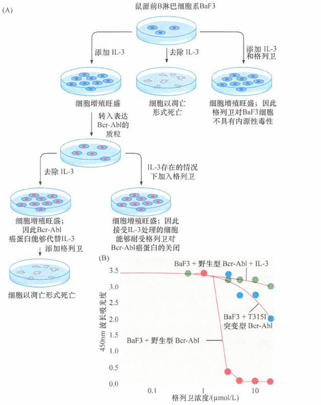 培养细胞中检测格列卫的作用研究