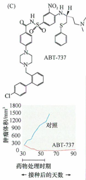 肿瘤细胞蛋白质-蛋白质作用的抑制研究进展