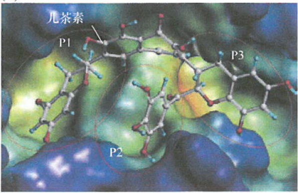 肿瘤细胞蛋白质-蛋白质作用的抑制研究进展