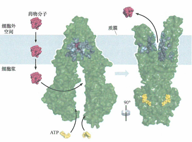 多药耐药和P糖蛋白
