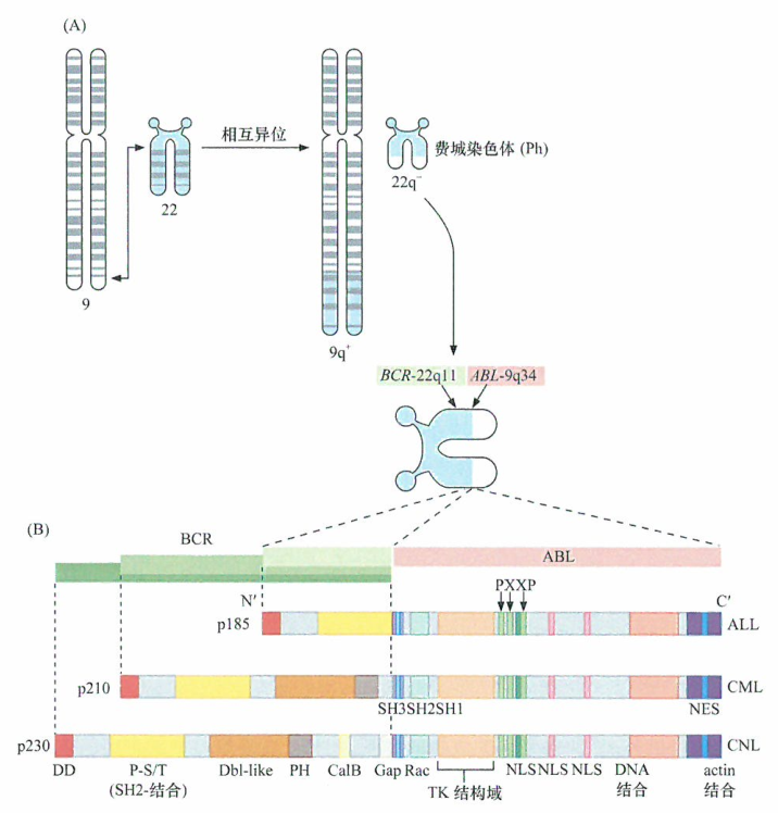 逆转录病毒的基因组携带一个癌基因来源的研究