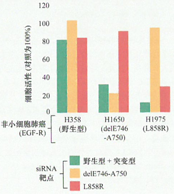 用siRNA抑制野生型或突变型受体表达的实验研究