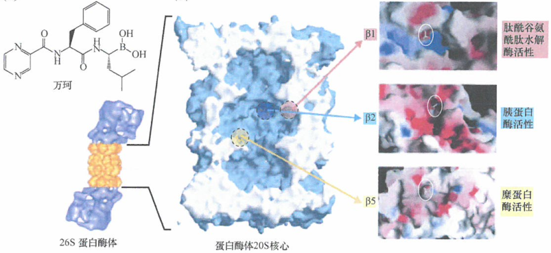 蛋白酶体抑制剂产生了意想不到的治疗作用