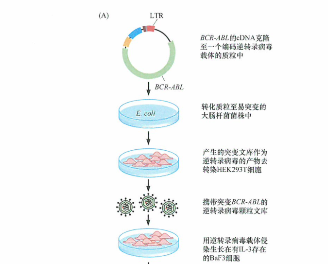 格列卫耐药Bcr-Ab1突变体的体外筛选检测研究
