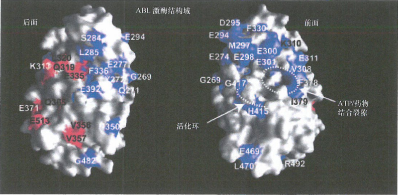 格列卫耐药Bcr-Ab1突变体的体外筛选检测研究