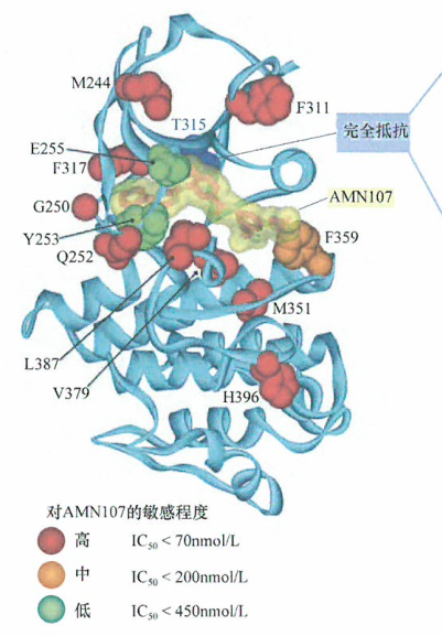 ​格列卫耐药肿瘤患者Bcr-Ab1的替代抑制剂研究