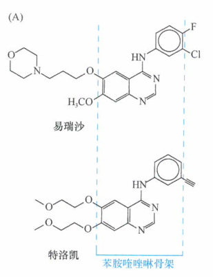 癌基因K-ras或P13K发生激活突变预测抗EGF-RTKI的疗效研究进展