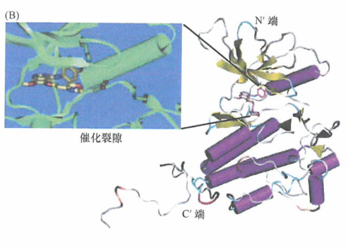 易瑞沙和特洛凯对NSCLC患者治疗疗效的研究