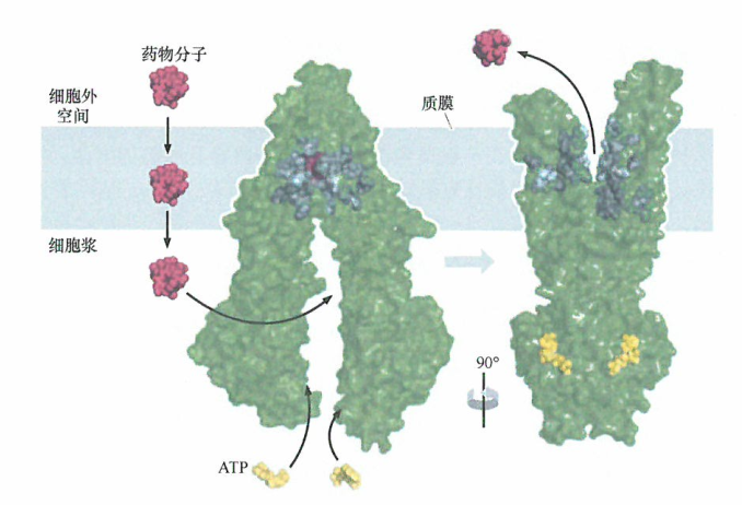 肿瘤干细胞的存在限制了格列卫的功效研究