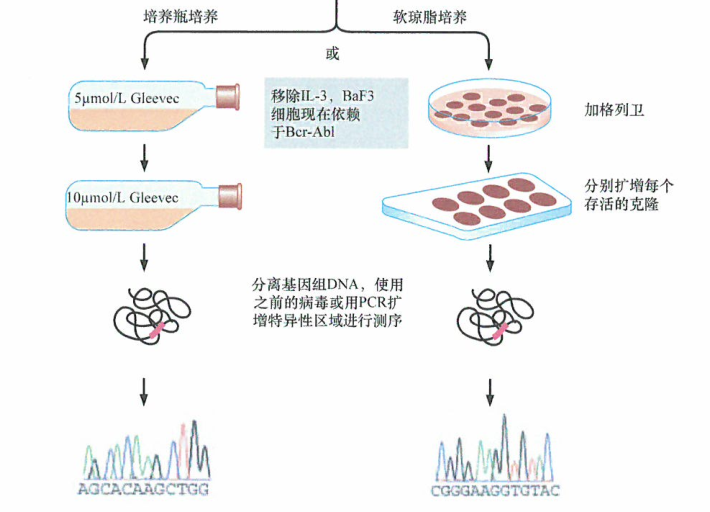 格列卫耐药Bcr-Ab1突变体的体外筛选检测研究